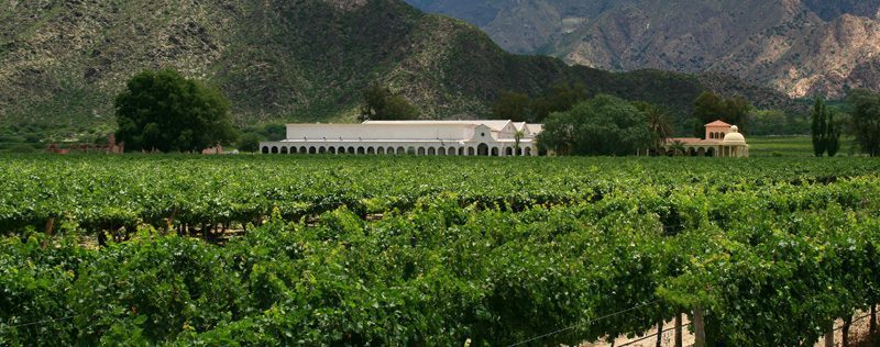 Read more about the article Chilean Wines : 500 years of experience