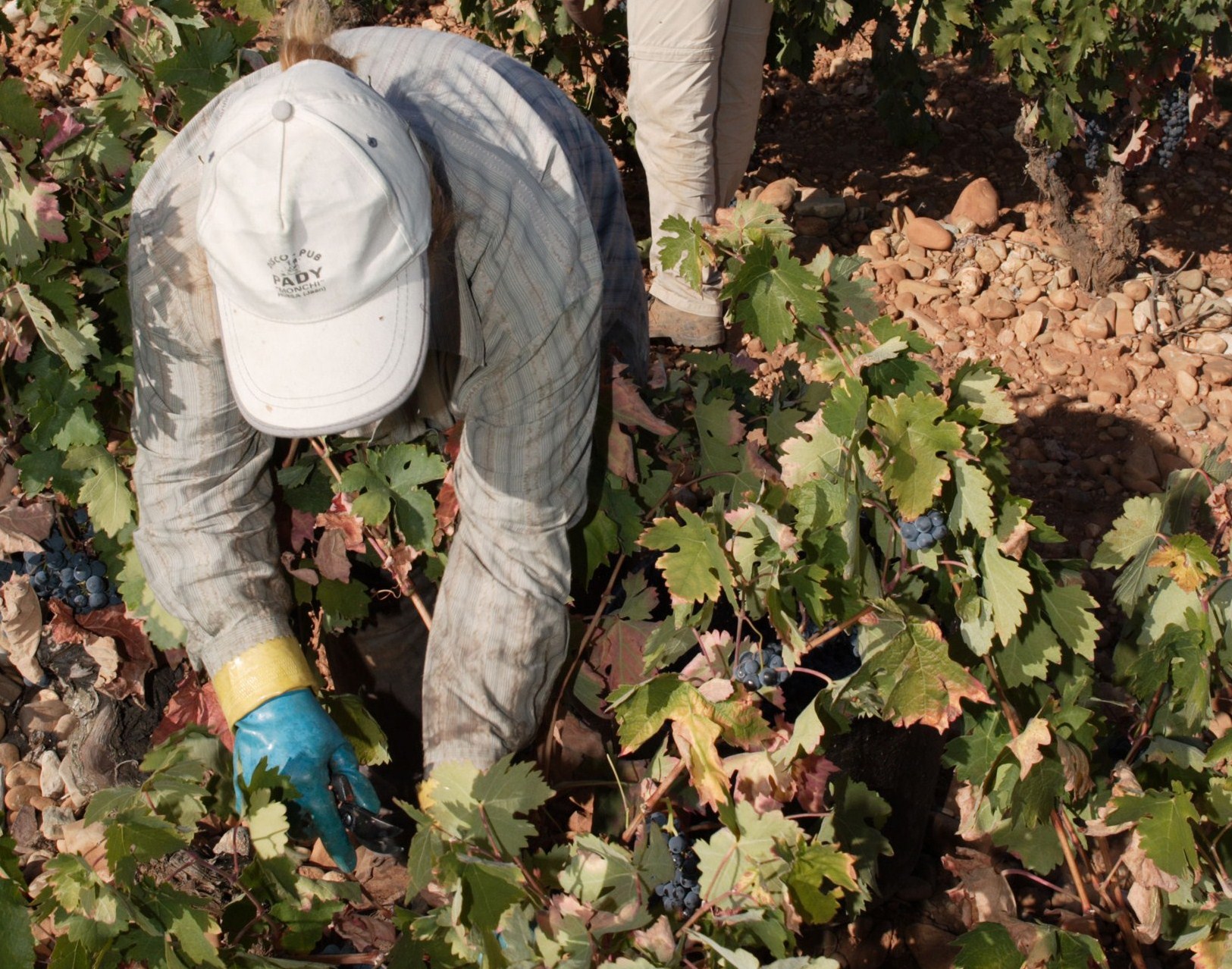 Read more about the article Familia Martínez Bujanda’s grape harvest begins