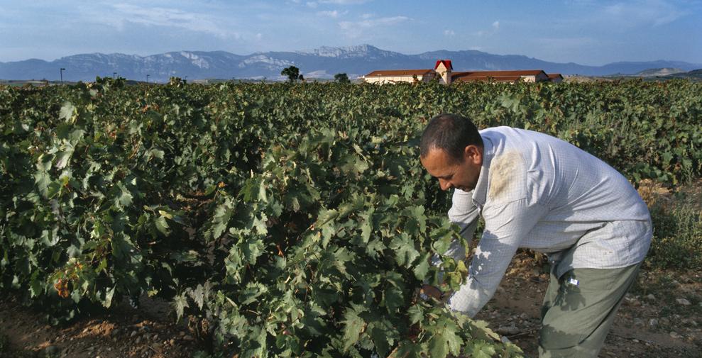 Lee más sobre el artículo La vendimia en Rioja: vinos testigos de la añada