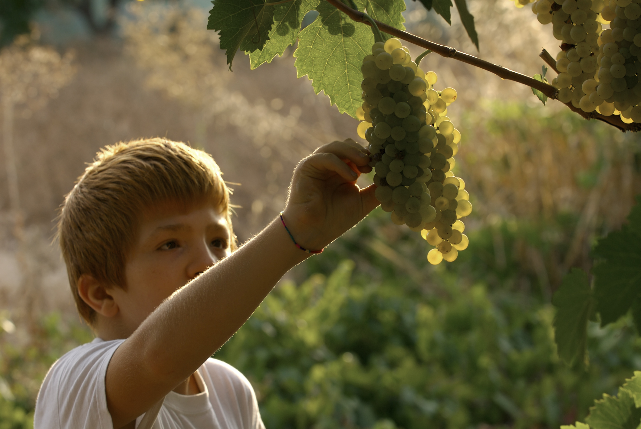 Read more about the article Familia Martínez Bujanda’s sustainable viticulture (I)