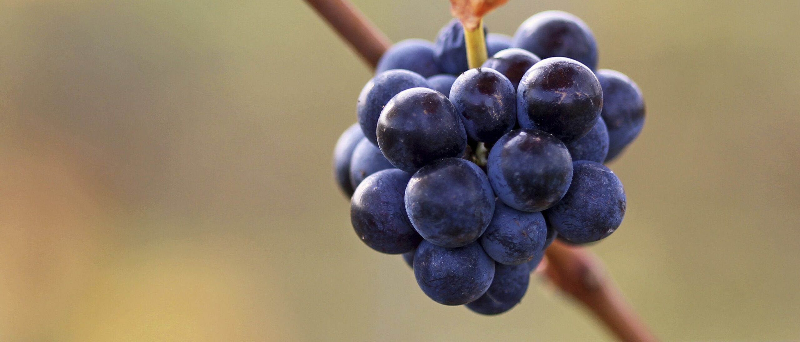 Lee más sobre el artículo La viticultura sostenible de Familia Martínez Bujanda (II)