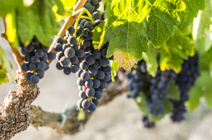 Lee más sobre el artículo Variedades de uva: apuntes sobre el tempranillo (I)