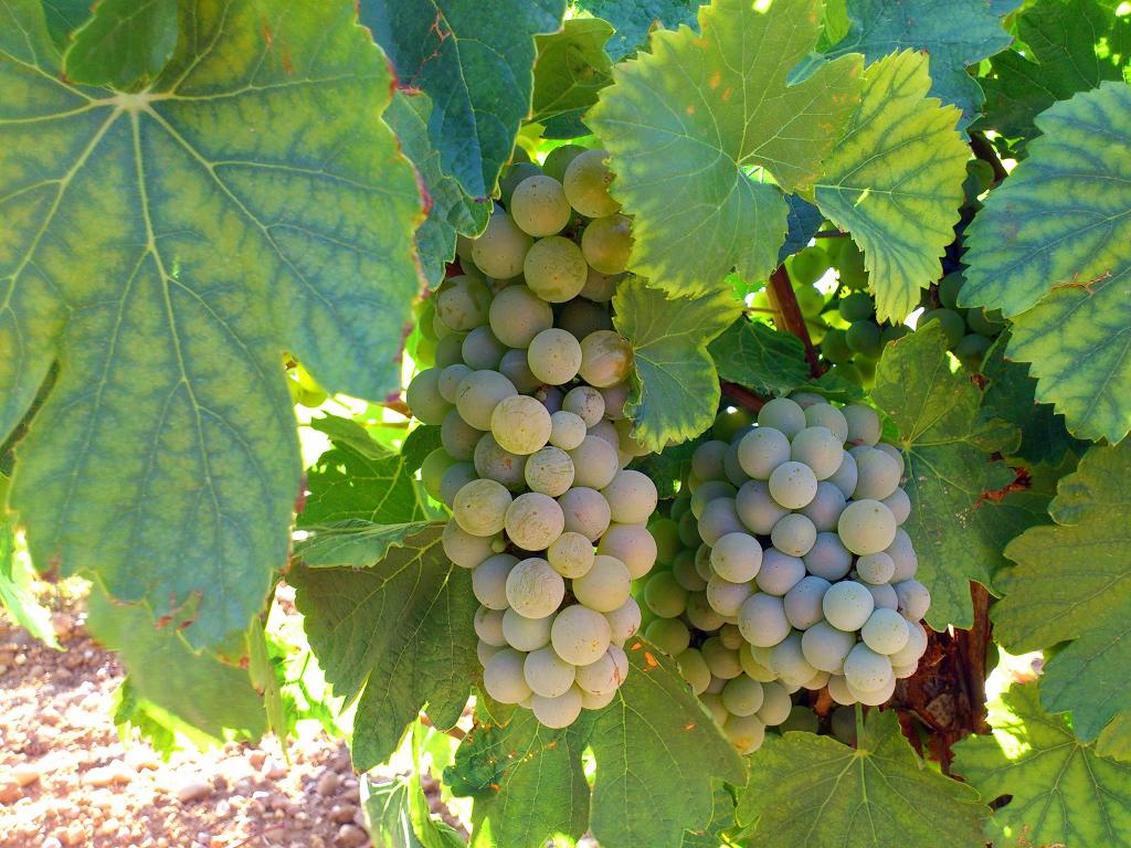 Lee más sobre el artículo Variedades de uva: apuntes sobre el verdejo (II)
