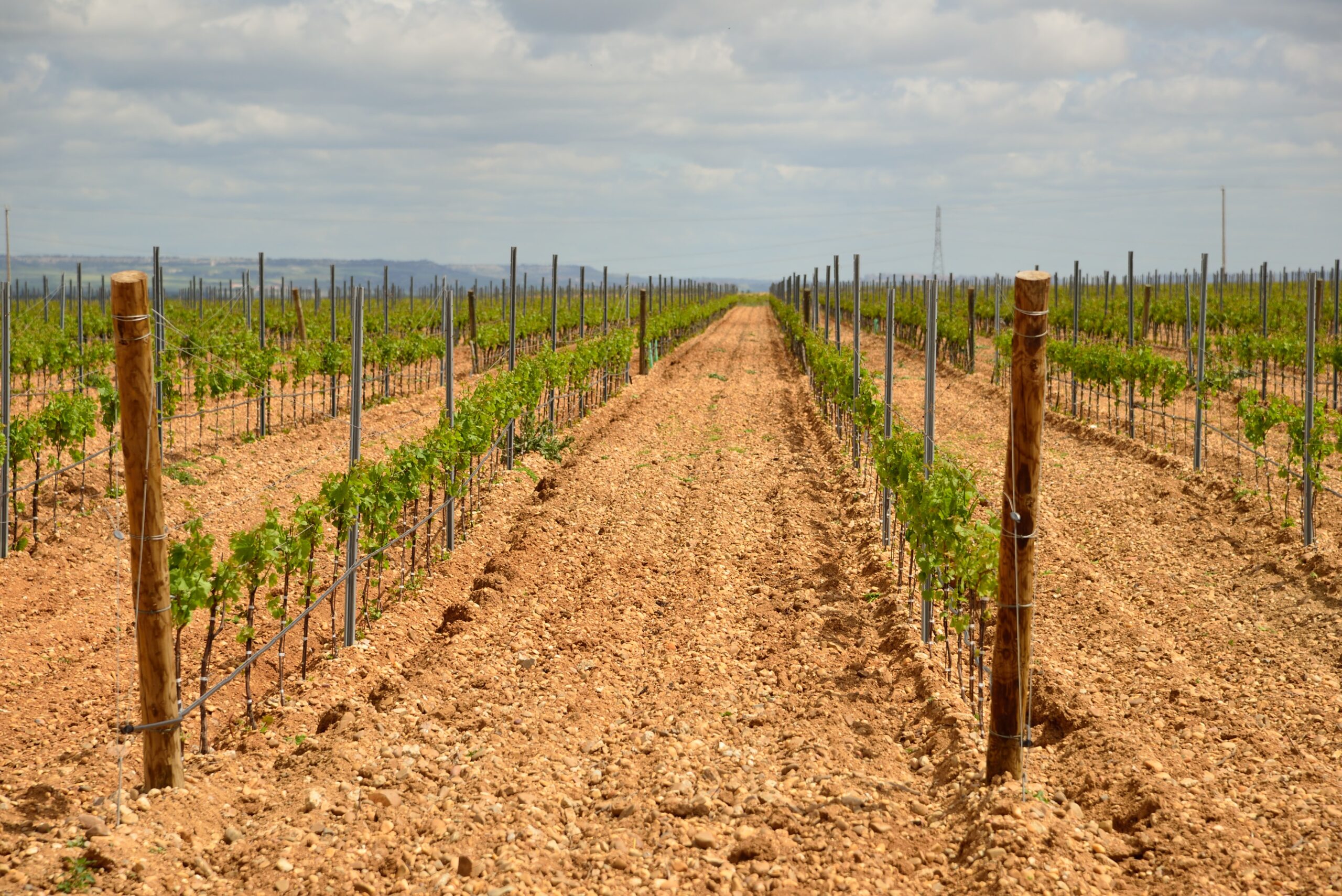 Read more about the article Finca Montepedroso: the ‘terroir’ of Rueda
