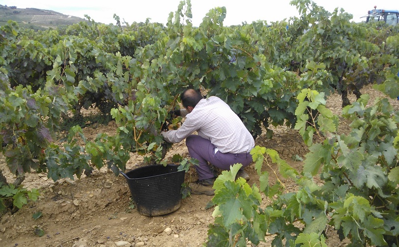 Read more about the article Harvest in Rioja: early and excellent