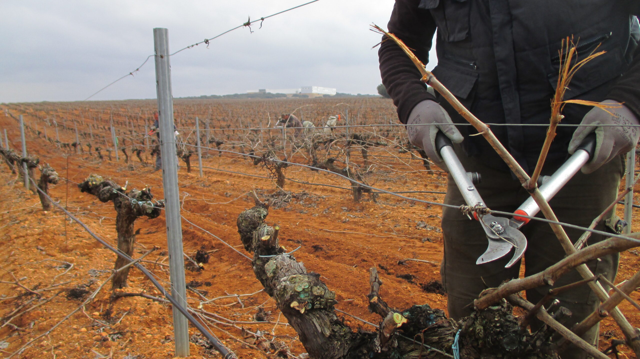 Read more about the article Pruning: fundamental for the new campaign
