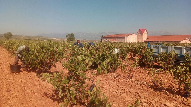 Read more about the article 2016: a ‘showcase’ vintage at Finca Valpiedra