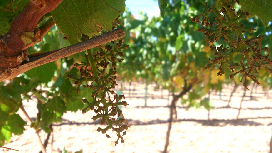 Read more about the article Finca Montepedroso: grapes are already in the winery