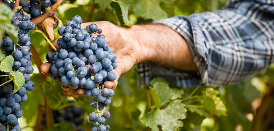 Read more about the article Graciano, an incredible variety