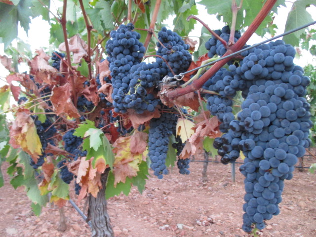 Read more about the article Very good expectations for the grape harvest despite frost and drought