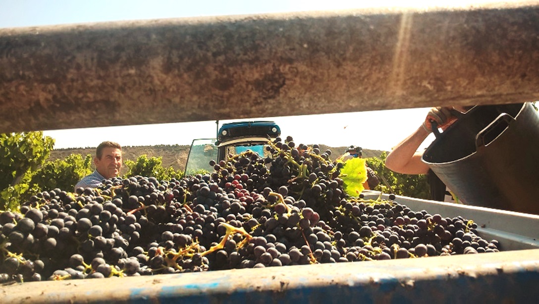 Read more about the article Sensational harvest for Finca Valpiedra in one of the most difficult years in Rioja