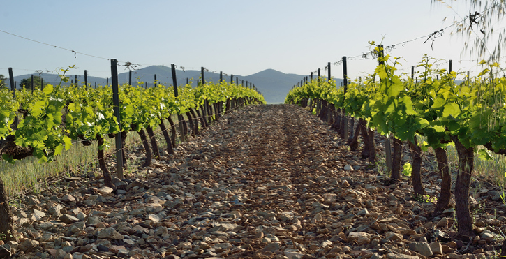 Lee más sobre el artículo Tipos de suelo de los viñedos