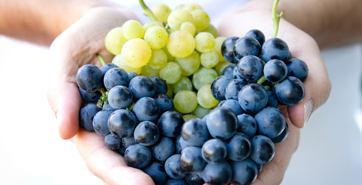 Read more about the article The main parts of the grape