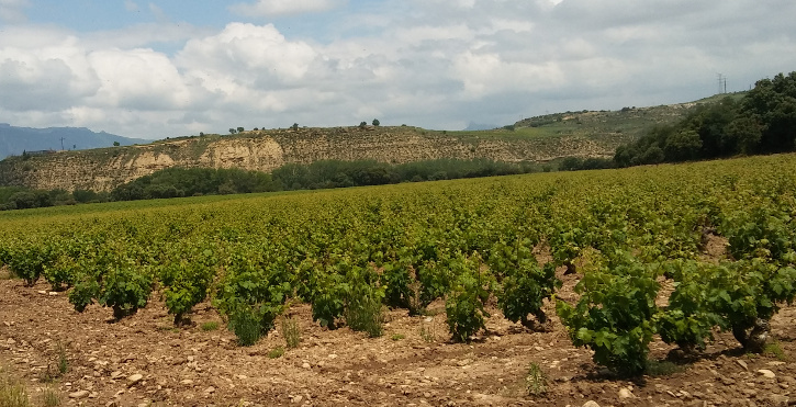 Read more about the article Terroir, the importance of the environment in wine growing