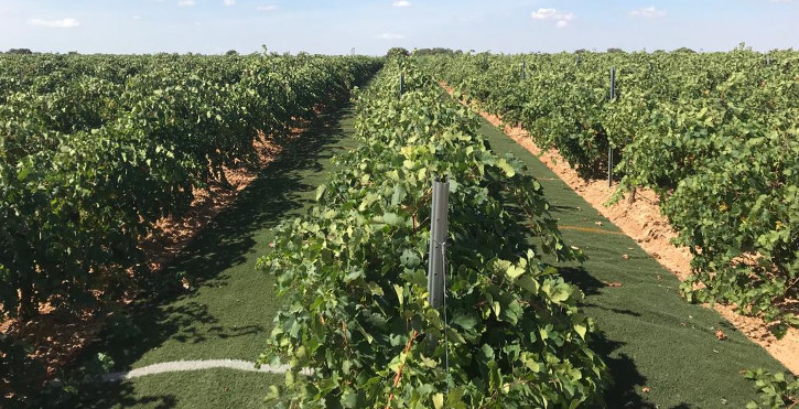 Read more about the article Finca Antigua innovates by using artificial turf as a sustainable viticulture tool