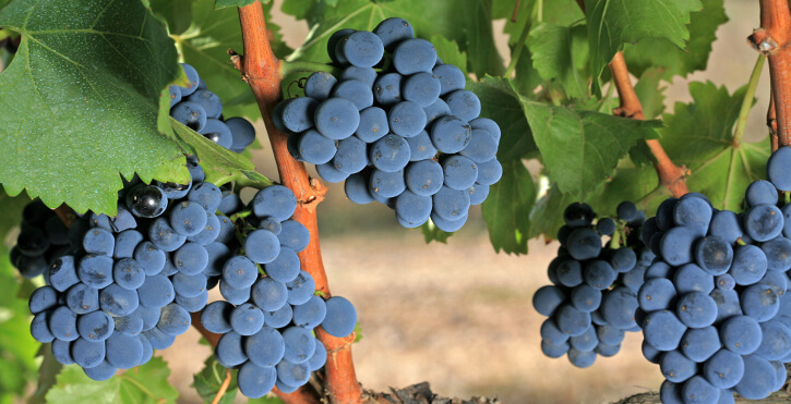 Read more about the article 10 essential facts about the Grenache grape