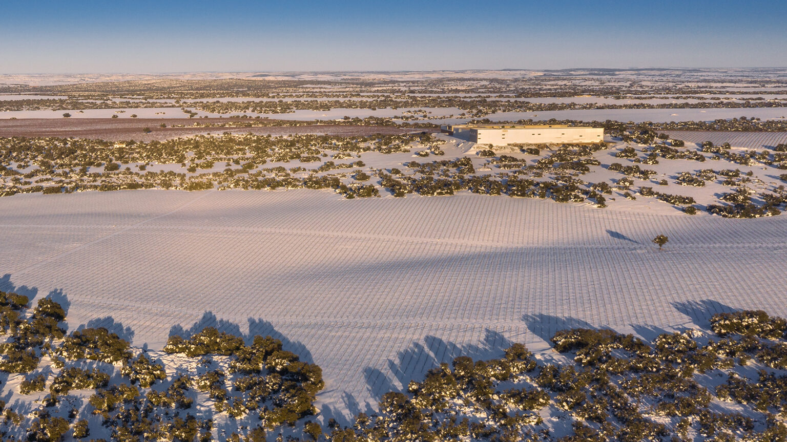 Why do snow and intense cold favor vines? Familia Martínez Bujanda