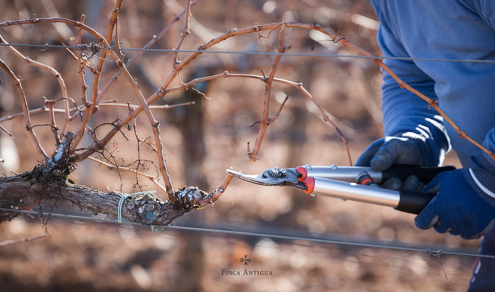 Read more about the article Pruning: a determining factor for the new season