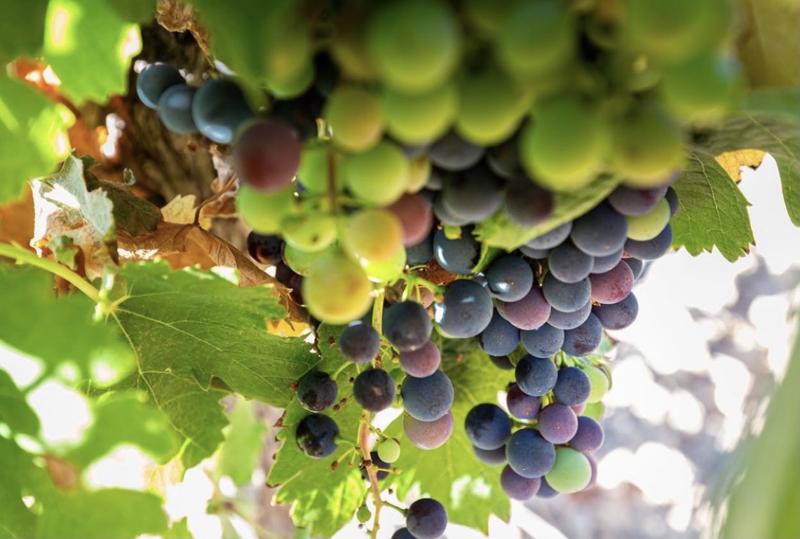 Lee más sobre el artículo Descubre la magia de la viña en los meses de verano