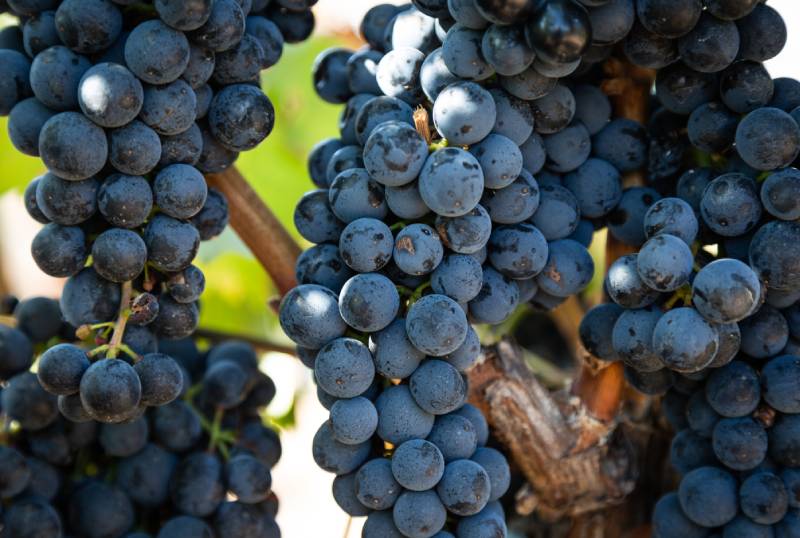 Lee más sobre el artículo 3 de las razones por las que el vino es saludable