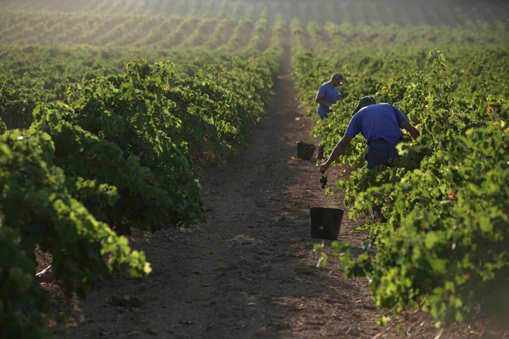 viticultores y bodegueros de la Rioja