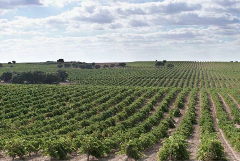 types-of-grapes-and-characteristics-learn-how-to-differentiate-them