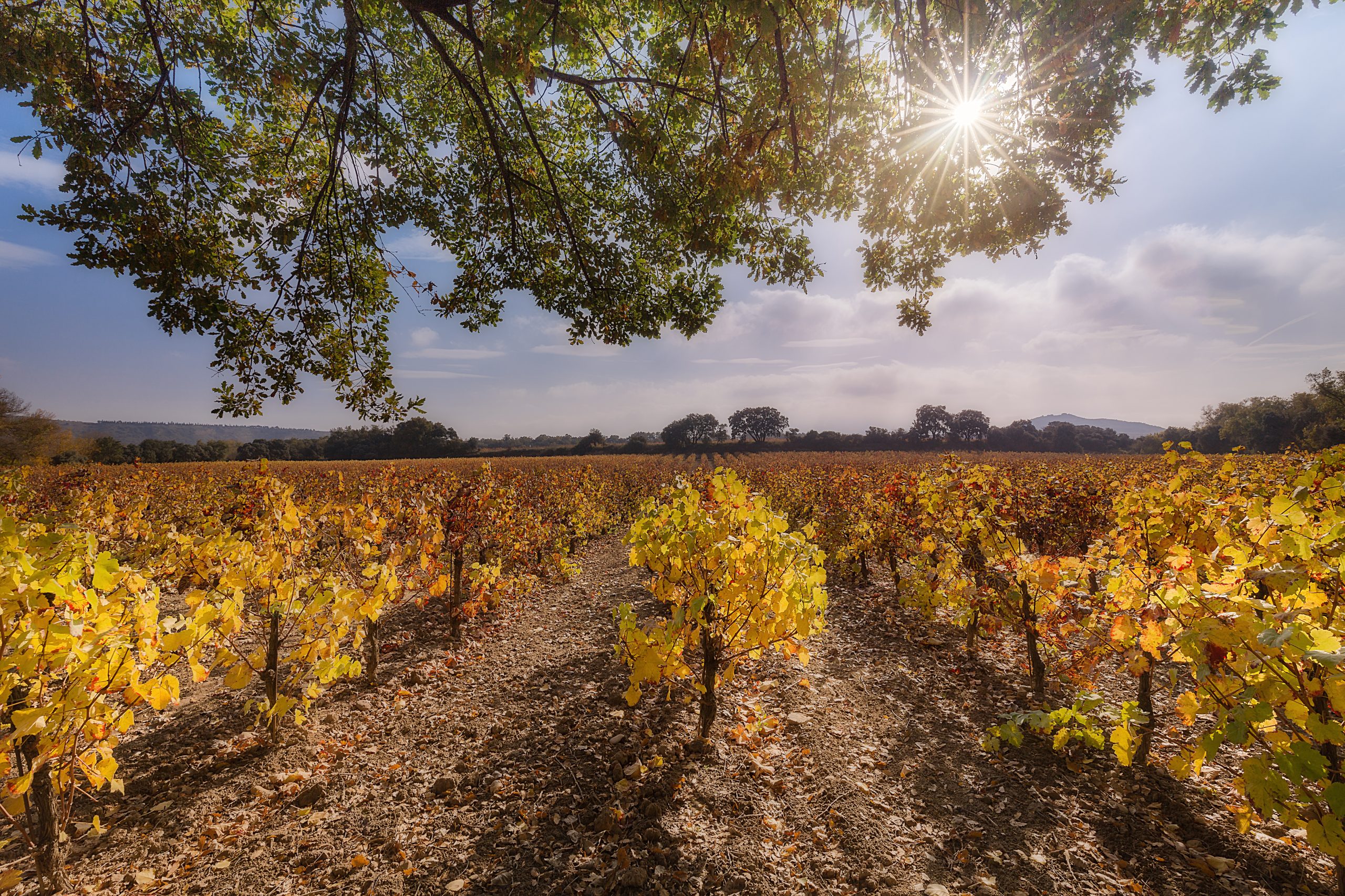 Flavours of the Ebro: Tasting and picnic by de Riverside (80 €/person) - Image 15