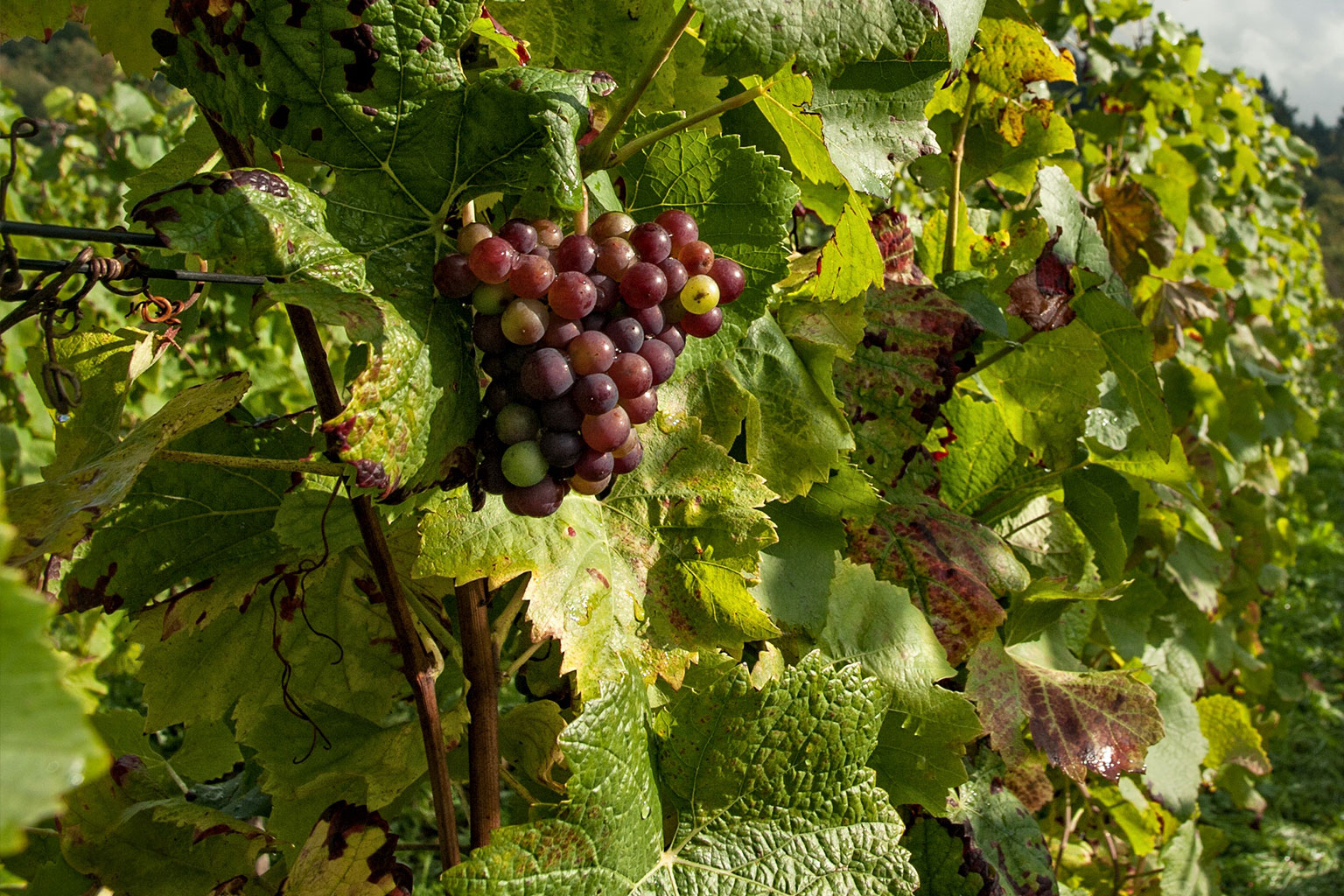 Read more about the article The magic of veraison, pure color before the grape harvest