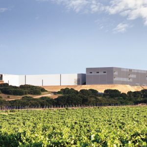 Visita bodega La Mancha: Lagarto Ocelado (16 €)