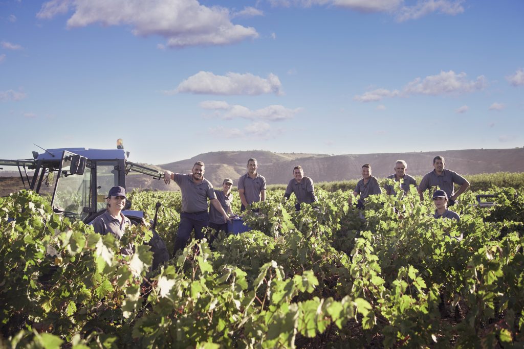Vendimia en Finca Valpiedra