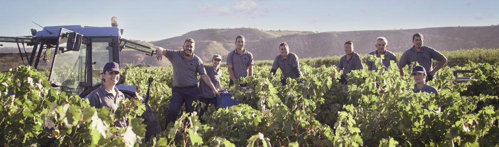 Vendimia en Finca Valpiedra