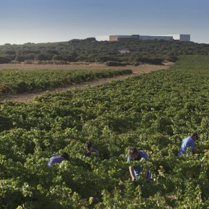 La Rebusca at Finca Antigua