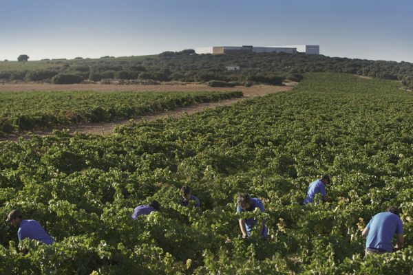 La Rebusca at Finca Antigua