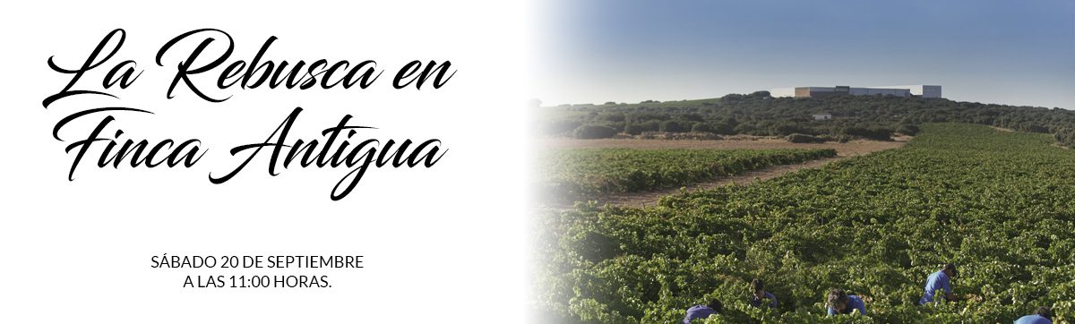 Read more about the article La rebusca, from agricultural origins to wine tourism experience at Finca Antigua
