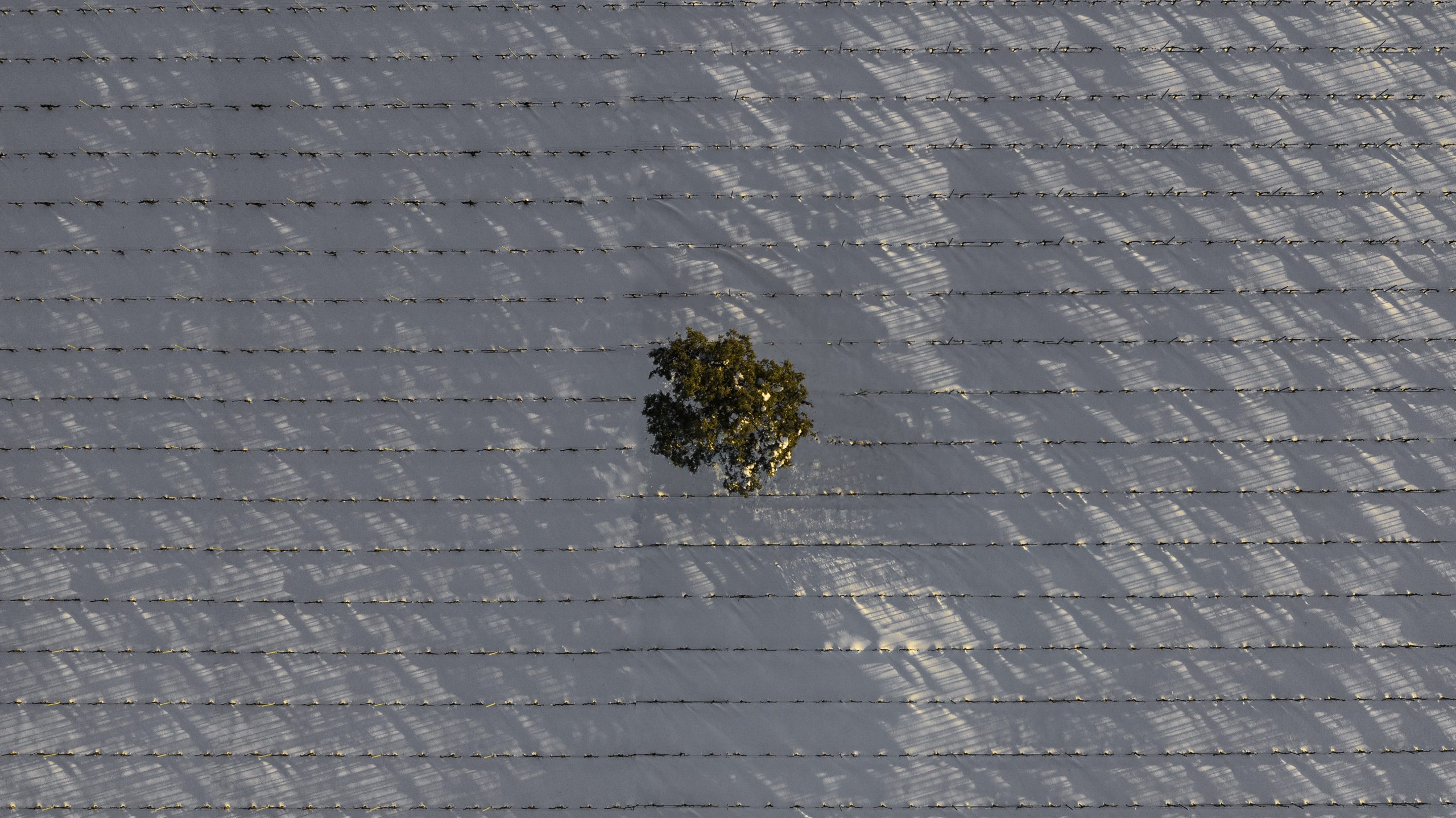 Lee más sobre el artículo Cómo afecta el frío a la viña: claves para entender el ciclo natural del viñedo