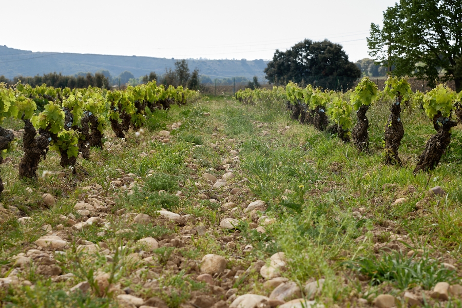 Lee más sobre el artículo La viña en mayo: ¿cómo se encuentra el viñedo de nuestras fincas?