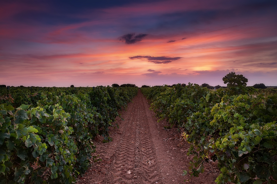 FINCA MONTEPEDROSO